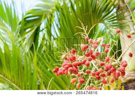 Manila Palm. Red Tropical Berries -fruit Of The Christmas Palm.