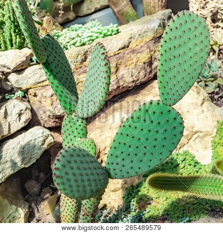 Cactus On The Background Of Stones. Cactus Plant Opuntia Microdasys Rufida