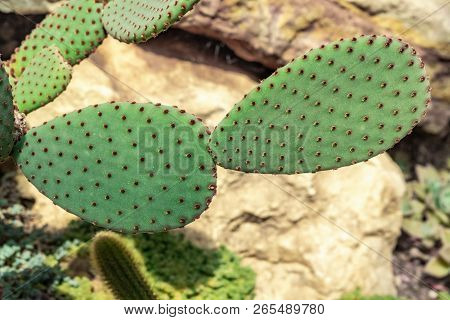 Cactus On The Background Of Stones. Cactus Plant Opuntia Microdasys Rufida