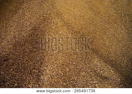 Granules Of Rape Cakes In The Agricultural Factory For The Production Of Rapeseed Oil.