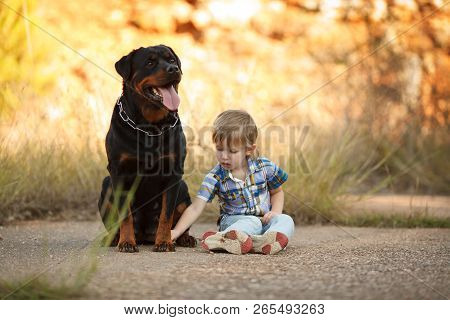 Cute Little Baby And Big Dog Breed Rottweiler For A Walk Play