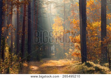 Fall. Forest. Forest With Sunlight. Path In Forest. Fall Scenery. Autumn Background. Autumn Nature. 