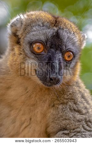 Common Brown Lemur - Red Lemur (eulemur Rufus), Portrait.endangered, Endemic..madagascar.