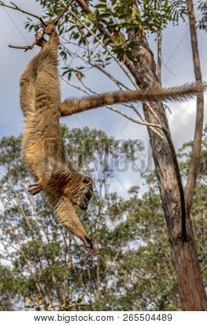 Common Brown Lemur - Red Lemur (eulemur Rufus), Endangered, Endemic.madagascar