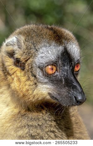 Common Brown Lemur - Red Lemur (eulemur Rufus), Portrait.endangered, Endemic..madagascar.