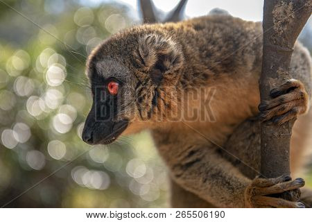 Common Brown Lemur - Red Lemur (eulemur Rufus), Portrait.endangered, Endemic..madagascar.