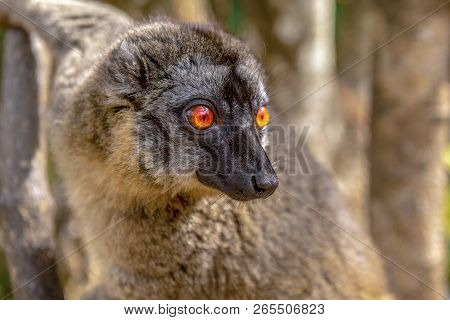 Common Brown Lemur - Red Lemur (eulemur Rufus), Portrait.endangered, Endemic.