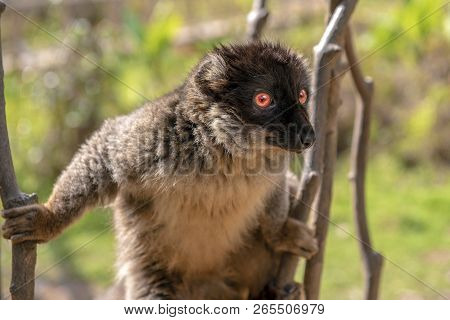 Common Brown Lemur - Red Lemur (eulemur Rufus), Portrait.endangered, Endemic.