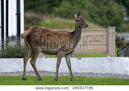 Red Deer