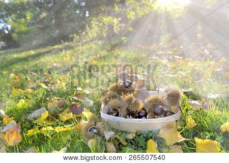 Little Basket Full Of Fresh Sweet Chestnuts Put On The Sunny Grass In Sunlight