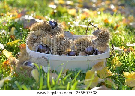 Little Basket Full Of Fresh Sweet Chestnuts Put On The Sunny Grass In Sunlight