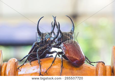 Close-up Siamese Rhinoceros Beetle (xylotrupes Gideon) Or Fighting Beetle Fighting On The Wood