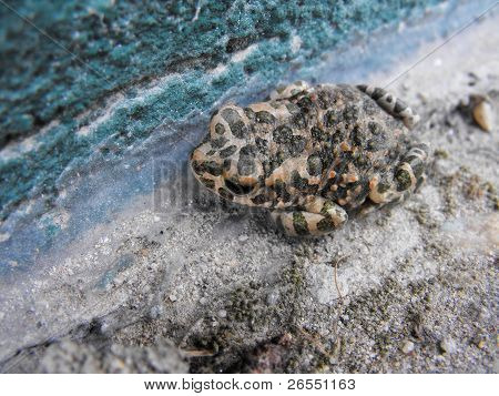 Toad op blauwe achtergrond