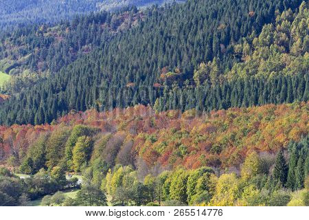 Autumn In The Forests Of The Basque Country