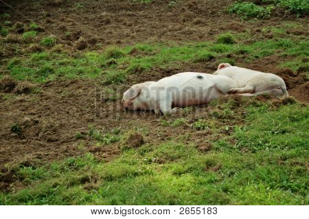 Pigsleep