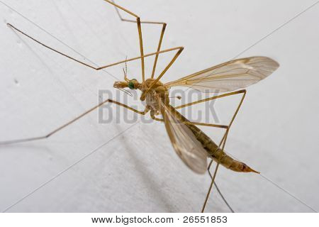 Closeup no crane fly (Tipulidae)