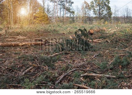 Felling And Felling Of The Forest, Fight Against The Forest Tick, Destruction Of Trees By The Tick, 
