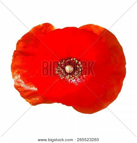 Beautiful Red Poppy Flower Head Isolated On White Background.