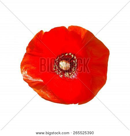Beautiful Red Poppy Flower Head Isolated On White Background.
