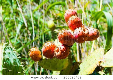 Cactus Opuncia With Fruits In Wild Nature Of Morocco In Africa