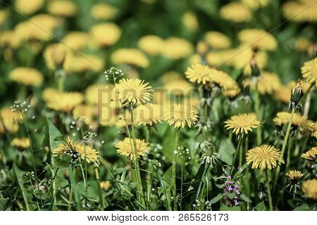 Dandelion Yellow Flower Growing On The Green Meadow In Spring Time, Natoral Seasonal Floral Backgrou
