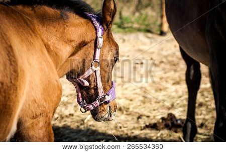 Brown Sad Sunny Foal In The Paddock With Mom