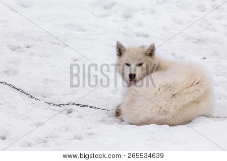 Greenlandic Arctic Sledding Dog Sleeping On The Chain In Snow, Sisimiut, Greenland
