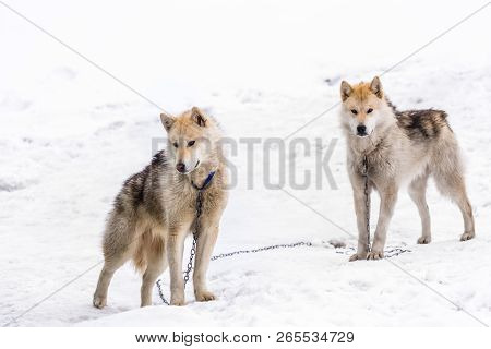 Two Greenlandic Arctic Sledding Dogs Standing On Alert In The Snow, Sisimiut, Greenland