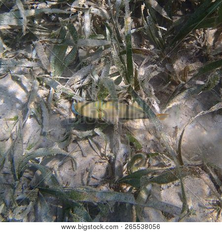 Picasso Fish Among Plants In Tropical Sea, Indonesia