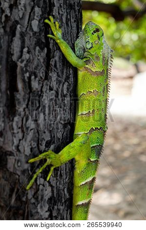 Side View Of A Colorful Green Iguana Climbing On A Tree In Ceara, Brazil.