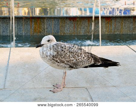 Fledgling Of Gray Sea Gull On The Edge Of A Fountain In A European City. Gulls Of This Species Will 