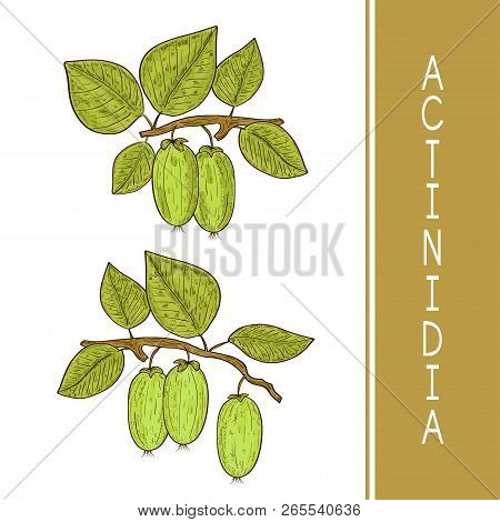 Actinidia. Kiwi. Fruit, Leaves, Branch. Color. Sketch. Set.