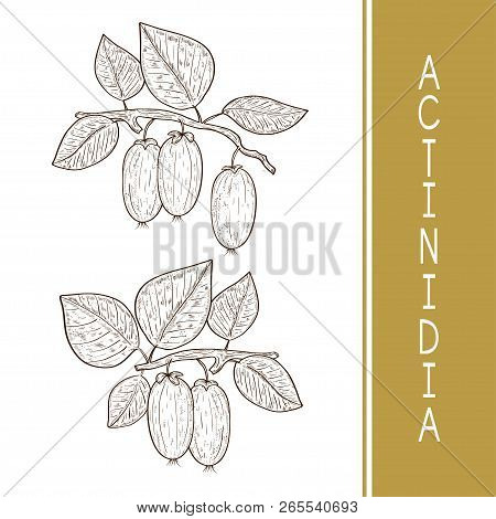 Actinidia. Kiwi. Fruit, Leaves, Branch. Monochrome. Sketch. Set.