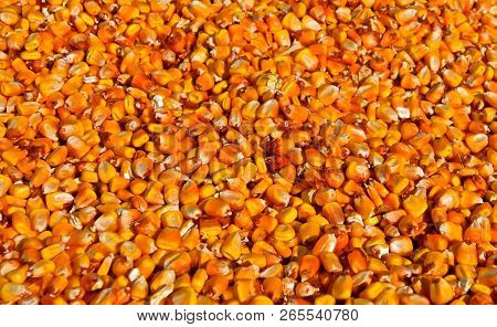 A Bin Is Full Of Ripe Shelled Corn Kernels
