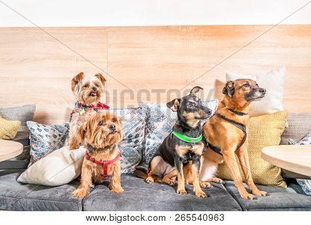 Four Funny Cute Dogs Ex Abandoned Homeless Adopted By Good People And Having Fun On The Pillows In T