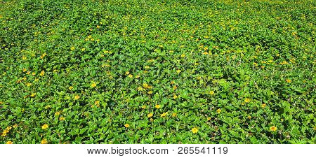 Background In The Form Of A Lawn Surface Densely Covered With Green Bushes With Yellow Flowers.