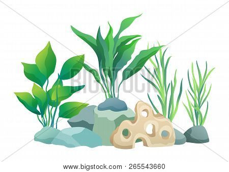 Green Vegetation Of Deep Sea. Decorations To Put In Aquariums. Stones With Holes And Plants Differen