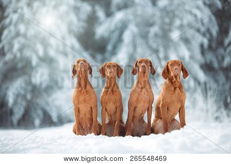 Four Cute Red Dog Visla Sitting In The Snow, Portrait