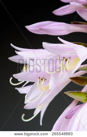 Macro Of Beautiful Pinkish White Hosta (funkia Or Plantain Lily) Flowers On Grey Background