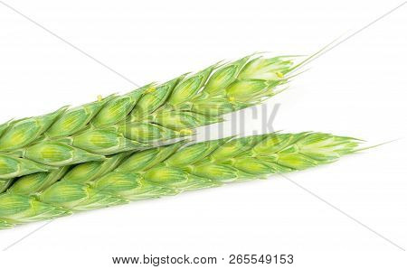 Green Ears Of Wheat Close-up On White Background