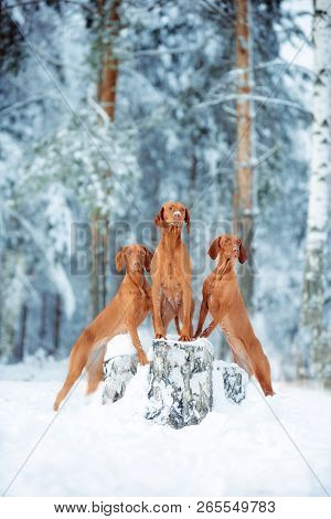 Cute Red Dog Visla Sitting In The Snow, Portrait