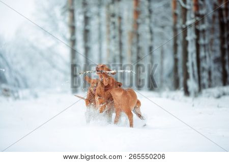 Cute Red Dog Visla Running And Plaing In Snow