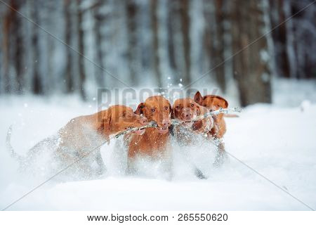 Cute Red Dog Visla Running And Play With A Stick In The Snow