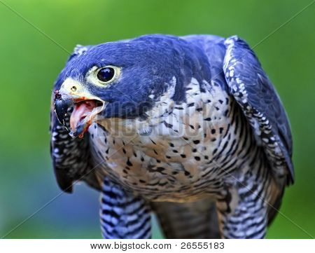 GYR Falcon Falco Rusticolus