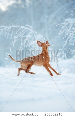 Cute Red Dog Visla Sitting In The Snow, Portrait