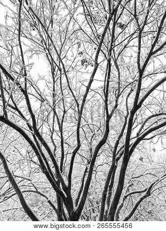 Vertical Black And White Photo Of Tree Branches Covered In Snow In Winter