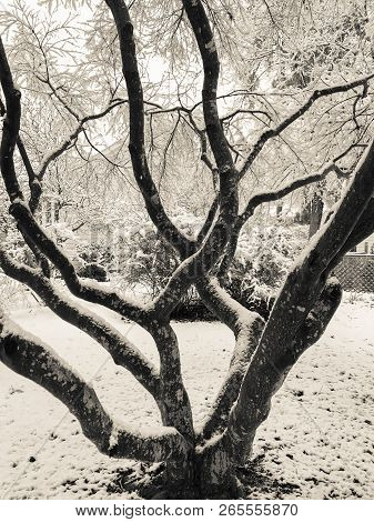 Black And White Vertical Photo Of Tree Branches Covered In Snow In Winter