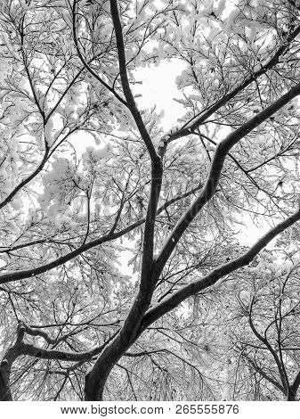 Black And White Photo Of Snow On Tree Branches In Winter