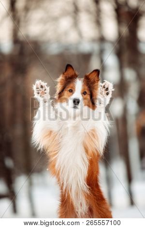 Red Dog Border Collie Jumping In Winter Forest Background And Show His Paws