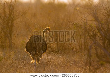 African Ostrich In Kruger National Park, South Africa ; Specie Struthio Camelus Family Of Struthioni